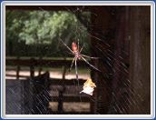 Spider